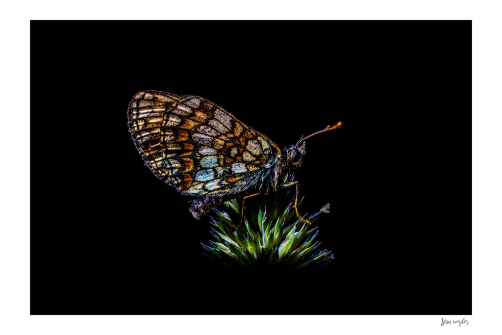 Alpine Fritillary Butterfly Macro Print, Dark Moody Nature Photography (Archival Paper) Fine art macro photograph of a Fritillary butterfly resting on a wildflower stem in the Swiss Alps by Stan Weyler. Detailed insect study showing intricate wing patterns and colors against a solid black background. Dark nature wall decor for modern bedrooms, living rooms, and office spaces, printed on museum-quality archival matte paper.