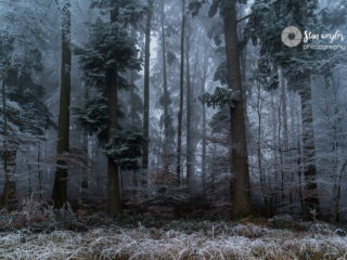 A walk in the mysterious forest A walk in the mysterious forest