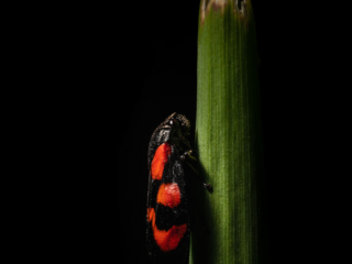 Beatuiful Froghopper Beatuiful Froghopper