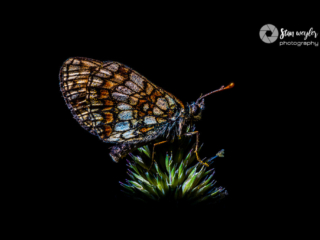 Fanciful Colored Butterfly Fanciful Colored Butterfly