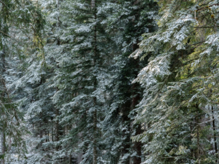 First snow in the woods First snow in the woods