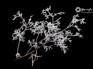 Ice crystals on the branch Ice crystals on the branch
