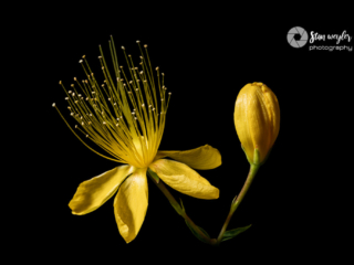 Magnificent Yellow Wildflower and Bud Magnificent Yellow Wildflower and Bud