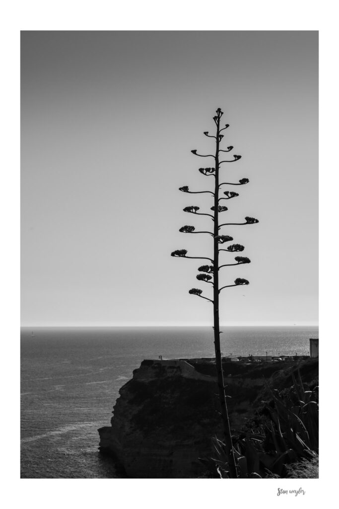 Agave Plant Print – Bonifacio Cliffs, King Aragon Staircase Botanical Art Agave Plant Fine Art Print – Bonifacio Cliffs, King Aragon Staircase Botanical Photograpy
