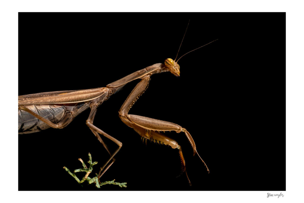 Praying Mantis Wall Art, Macro Insect Fine Art Print, European Mantis Photo, Dark Moody Nature Print, Entomology Photography Print Fine art macro photograph of a European praying mantis (Mantis religiosa) by Stan Weyler. High-detail nature photography study showing intricate legs, antennae, and eyes against a solid black background. Dark entomology wall decor for modern offices, living rooms, and bedrooms, printed on archival museum-quality matte paper.