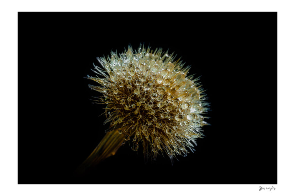 Botanical Wall Art, Dew Droplets Macro Print, Flower Fine Art Photography, Swiss Alps Nature Print, Dark Moody Floral Photo Print by Stan Weyler Botanical Wall Art, Dew Droplets Macro Print, Flower Fine Art Photography, Swiss Alps Nature Print, Dark Moody Floral Photo Print by Stan Weyler