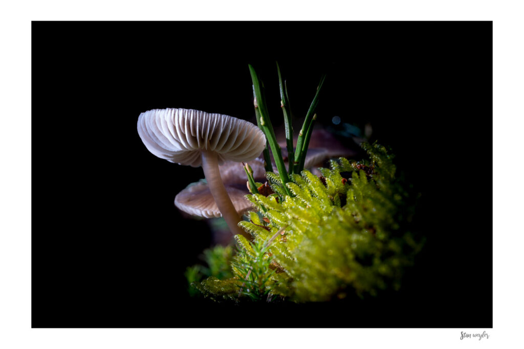 Enchanted Forest Mushroom Macro Print, Swiss Alps Moss Botanical Wall Decor Fine art macro photograph of a wild mushroom growing in a green moss cushion in the Swiss Alps by Stan Weyler. Detailed botanical nature study showing translucent gills and bright moss against a solid black background. Moody forest floor wall art for modern bedrooms, living rooms, and office spaces, printed on museum-quality archival matte paper.