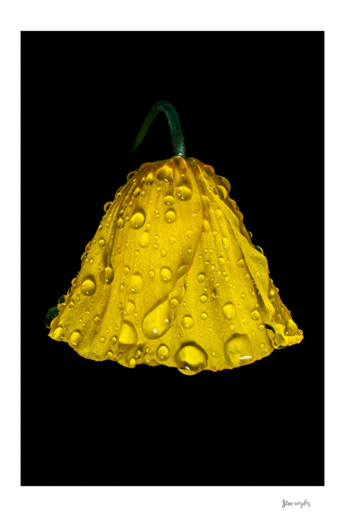 Yellow Alpine Poppy Wall Art, Raindrops on Flower Macro Print, Botanical Fine Art Photo, Dark Floral Nature Print, Swiss Alps Photography Fine art macro photograph of a yellow Alpine Poppy (Papaver alpinum) covered in clear raindrops by Stan Weyler. Nature photography study showing a downward-facing golden flower covered in water droplets against a solid black background. Dark botanical wall decor for modern interiors, bedrooms, and living rooms, printed on archival museum-quality matte paper.