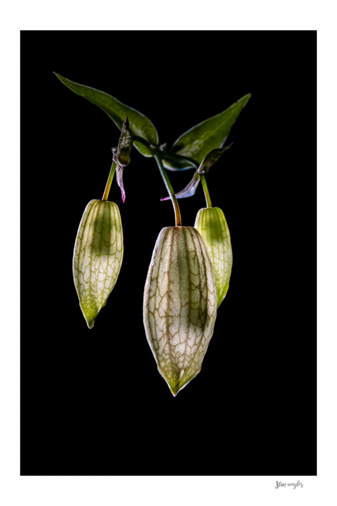 Backlit Maiden's Tears Macro Print, Bladder Campion Floral Photography (Archival Paper) Fine art vertical macro photograph of glowing Maiden’s Tears flowers (Silene vulgaris) by Stan Weyler. Nature photography study showing backlit translucent green blossoms with intricate vein patterns against a solid black background. Dark botanical wall decor for modern interiors, bedrooms, and hallway spaces, printed on archival museum-quality matte paper.