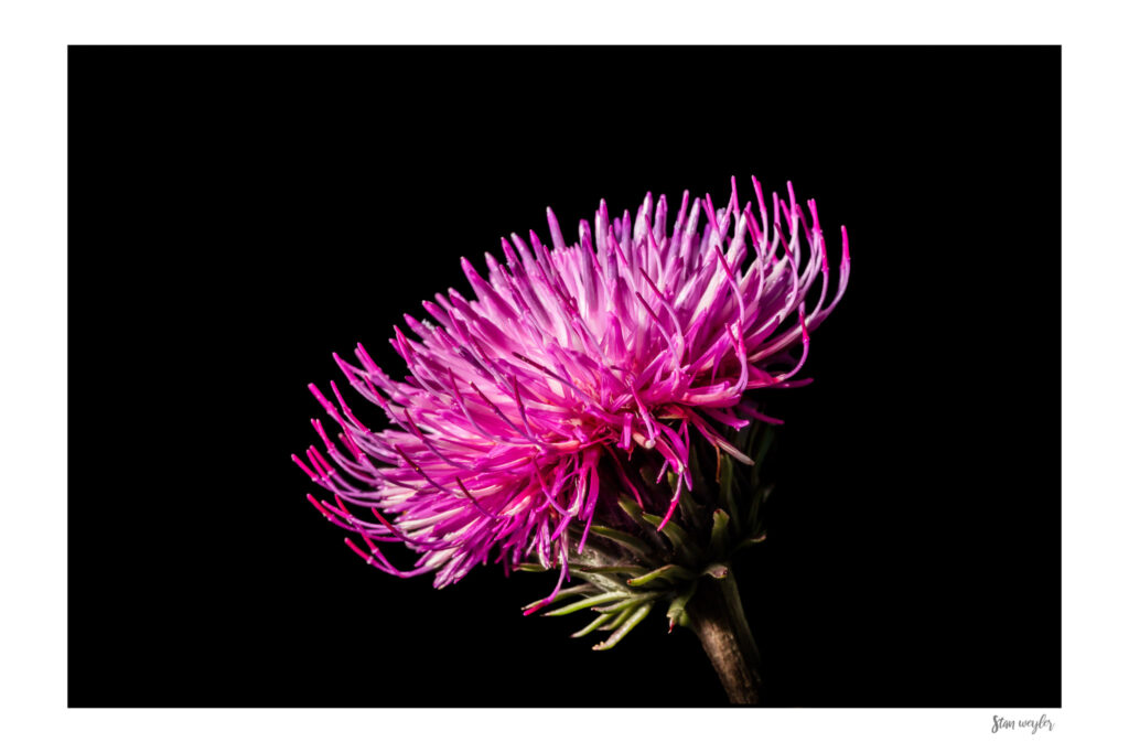 Macro Pink Thistle Wall Art, Botanical Fine Art Photo, Dark Floral Print Fine art macro photograph of a vibrant pink curly thistle bloom (Carduus crispus) by Stan Weyler. Detailed botanical nature study showing vivid magenta flower tendrils against a solid black background. Dark floral wall decor for modern bedrooms, living rooms, and office spaces, printed on museum-quality archival matte paper.
