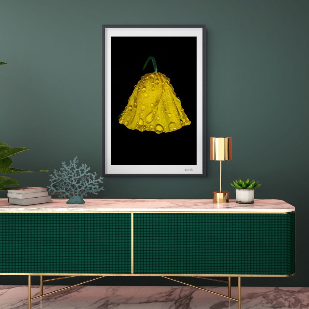 Collection Icon GOLDEN SHOWER IN THE ALPS – Raindrops on an Alpine Poppy